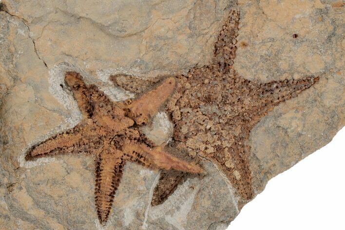 Two Ordovician Starfish (Petraster?) Fossil - Morocco #211448